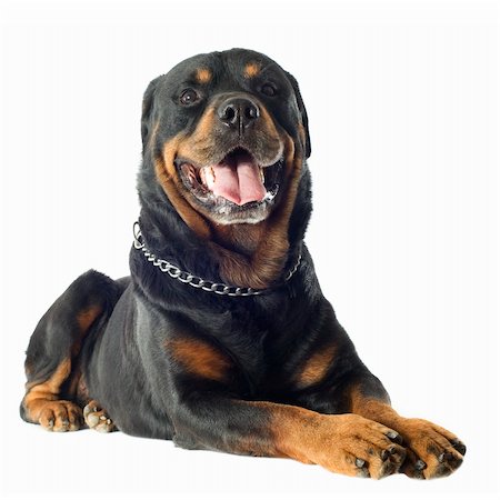 dog lying down black - portrait of a purebred rottweiler in front of white background Stock Photo - Budget Royalty-Free & Subscription, Code: 400-06332767