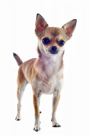 simsearch:400-06395792,k - portrait of a cute purebred chihuahua in front of white background Foto de stock - Super Valor sin royalties y Suscripción, Código: 400-06332760