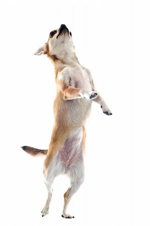 simsearch:400-08262477,k - portrait of a cute purebred  chihuahua standing on his hind legs Photographie de stock - Aubaine LD & Abonnement, Code: 400-06332762