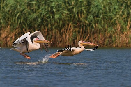 pelican - white pelicans (pelecanus onocrotalus) in flight in Danube Delta, Romania Stock Photo - Budget Royalty-Free & Subscription, Code: 400-06332777