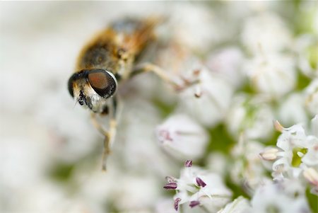 simsearch:400-04418407,k - Macro photo of a bee gathering pollen on leek flower. Stockbilder - Microstock & Abonnement, Bildnummer: 400-06333056