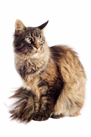 simsearch:400-06334001,k - portrait of a purebred  maine coon cat on a white background Foto de stock - Super Valor sin royalties y Suscripción, Código: 400-06333307