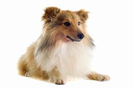 simsearch:400-06333772,k - portrait of a purebred shetland dog in front of white background Photographie de stock - Aubaine LD & Abonnement, Code: 400-06333302