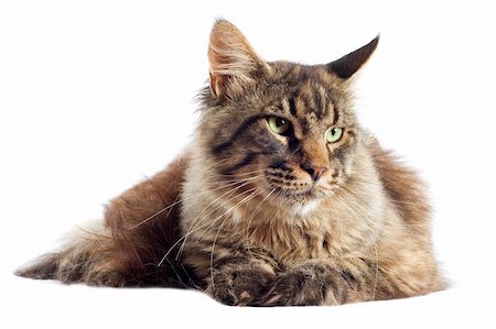 simsearch:400-07292578,k - portrait of a purebred  maine coon cat on a white background Foto de stock - Super Valor sin royalties y Suscripción, Código: 400-06333310