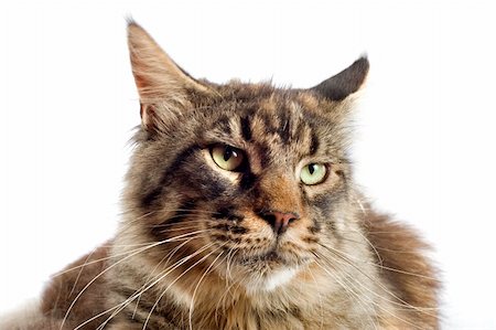 simsearch:400-06334001,k - portrait of a purebred  maine coon cat on a white background Foto de stock - Super Valor sin royalties y Suscripción, Código: 400-06333311