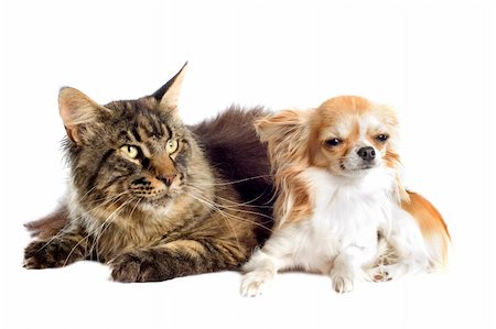 simsearch:400-06333797,k - portrait of a purebred  maine coon cat and chihuahua on a white background Foto de stock - Super Valor sin royalties y Suscripción, Código: 400-06333312