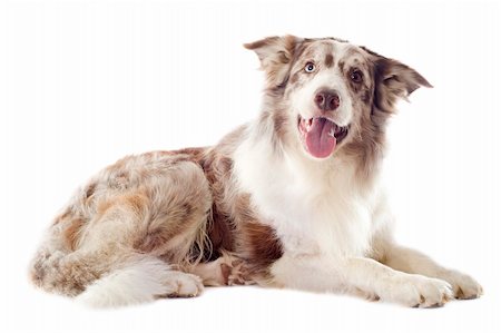 simsearch:400-06333772,k - portrait of purebred border collie in front of white background Photographie de stock - Aubaine LD & Abonnement, Code: 400-06333324
