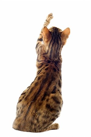 back of a purebred  bengal cat on a white background Foto de stock - Super Valor sin royalties y Suscripción, Código: 400-06333320