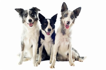 portrait of purebred border collies in front of white background Stock Photo - Budget Royalty-Free & Subscription, Code: 400-06333347