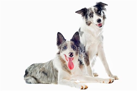portrait of purebred border collies in front of white background Stock Photo - Budget Royalty-Free & Subscription, Code: 400-06333356