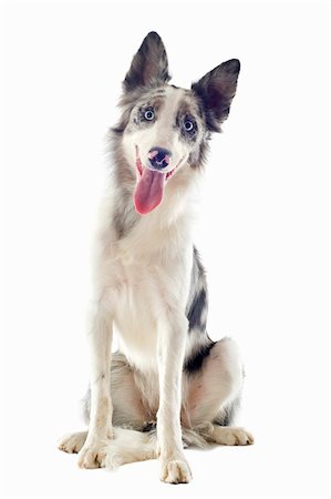 portrait of purebred border collie in front of white background Stock Photo - Budget Royalty-Free & Subscription, Code: 400-06333357