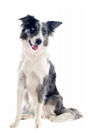 portrait of purebred border collie in front of white background Stock Photo - Budget Royalty-Free & Subscription, Code: 400-06333351