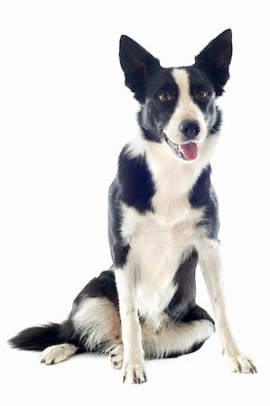 portrait of purebred border collie in front of white background Stock Photo - Budget Royalty-Free & Subscription, Code: 400-06333353