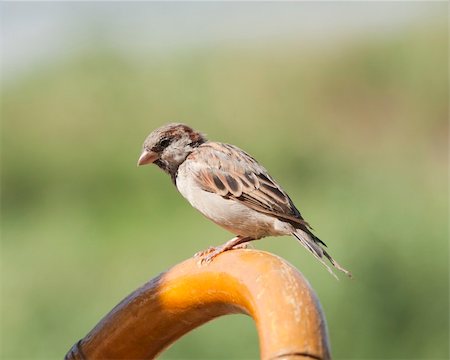 House sparrow wild bird perched on the back of a wooden chair in sun Foto de stock - Super Valor sin royalties y Suscripción, Código: 400-06333392
