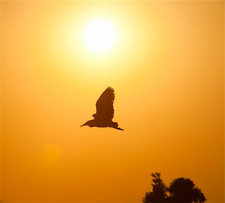 House crow wild bird silhouetted flying at sunset Photographie de stock - Aubaine LD & Abonnement, Code: 400-06333410