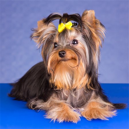 Young Yorkshire Terrier on a blue background Fotografie stock - Microstock e Abbonamento, Codice: 400-06333422