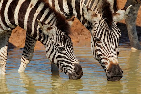 Plains (Burchells) Zebras (Equus quagga) drinking water, Mkuze game reserve, South Africa Stock Photo - Budget Royalty-Free & Subscription, Code: 400-06333651