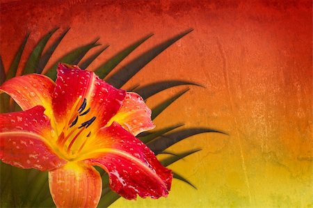 daylily - Textured multicolored background red orange yellow with Frans Hals daylily Stock Photo - Budget Royalty-Free & Subscription, Code: 400-06333737