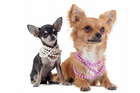 simsearch:400-06391494,k - portrait of two cute purebred chihuahua with pearl collar in front of white background Stockbilder - Microstock & Abonnement, Bildnummer: 400-06333764