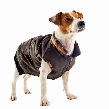 simsearch:400-06565918,k - portrait of a purebred jack russel terrier with coat in studio Photographie de stock - Aubaine LD & Abonnement, Code: 400-06333769