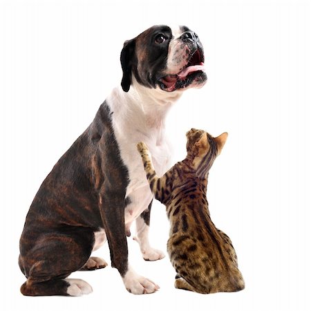 purebred brown bower and bengal cat sitting in front of a white background Photographie de stock - Aubaine LD & Abonnement, Code: 400-06333760