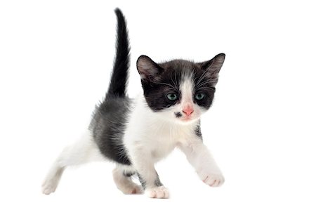 simsearch:400-06333762,k - young black and white kitten in front of white background Photographie de stock - Aubaine LD & Abonnement, Code: 400-06333762