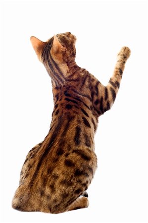 simsearch:400-07124274,k - portrait of a purebred  bengal cat on a white background Foto de stock - Super Valor sin royalties y Suscripción, Código: 400-06333771