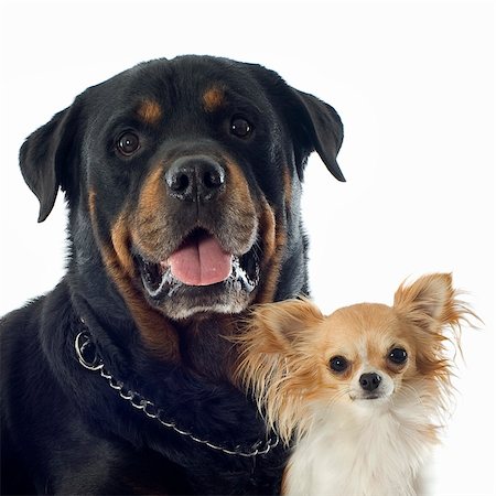 simsearch:400-07124923,k - portrait of a purebred rottweiler and chihuahua in front of white background Stockbilder - Microstock & Abonnement, Bildnummer: 400-06333784
