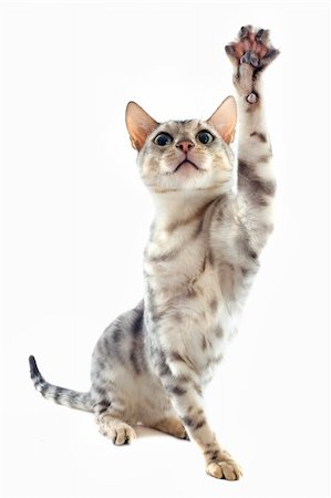 simsearch:400-07124274,k - portrait of a playing  bengal cat on a white background Foto de stock - Super Valor sin royalties y Suscripción, Código: 400-06333787