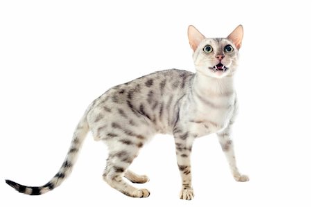 simsearch:400-06334001,k - portrait of a purebred  bengal cat on a white background Foto de stock - Super Valor sin royalties y Suscripción, Código: 400-06333788