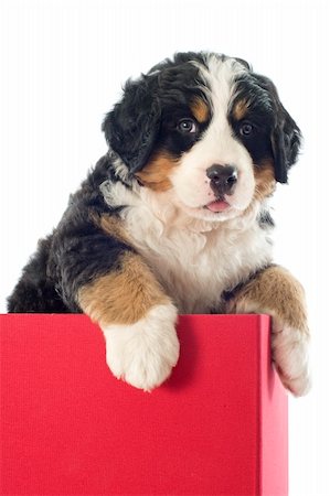 simsearch:400-06333783,k - portrait of purebred puppy bernese moutain dog in a box Foto de stock - Super Valor sin royalties y Suscripción, Código: 400-06333781