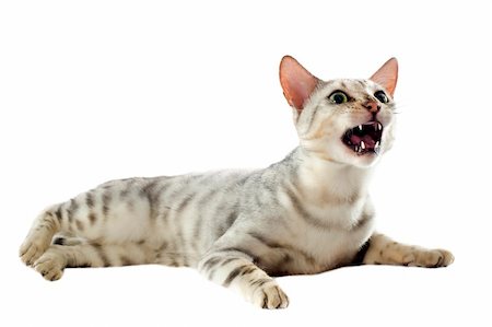 portrait of an aggressive bengal cat on a white background Stock Photo - Budget Royalty-Free & Subscription, Code: 400-06333798