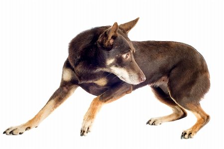 sheep dog - purebred kelpie in front of white background Stock Photo - Budget Royalty-Free & Subscription, Code: 400-06333801