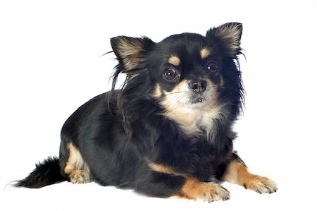 simsearch:400-04404602,k - portrait of a cute purebred   chihuahua in front of white background Photographie de stock - Aubaine LD & Abonnement, Code: 400-06333803