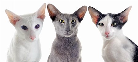 simsearch:400-06333962,k - portrait of threeoriental cats in front of white background Stock Photo - Budget Royalty-Free & Subscription, Code: 400-06333962