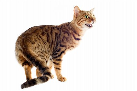 portrait of a purebred  bengal cat on a white background Stock Photo - Budget Royalty-Free & Subscription, Code: 400-06333976