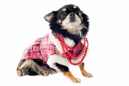 dogs with jewelry - chihuahua dressed in front of white background Stock Photo - Budget Royalty-Free & Subscription, Code: 400-06333984