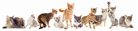 simsearch:400-07124274,k - group of purebred cats on a white background Foto de stock - Super Valor sin royalties y Suscripción, Código: 400-06333987