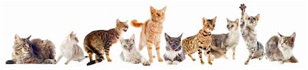 simsearch:400-06333787,k - group of purebred cats on a white background Stock Photo - Budget Royalty-Free & Subscription, Code: 400-06333987