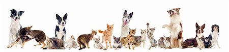 simsearch:400-06333797,k - group of purebred cats  and dogs on a white background Foto de stock - Super Valor sin royalties y Suscripción, Código: 400-06333988