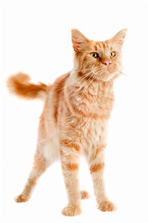 simsearch:400-07090867,k - portrait of a purebred  maine coon cat on a white background Photographie de stock - Aubaine LD & Abonnement, Code: 400-06333989