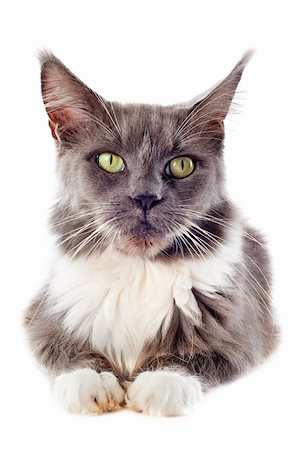 portrait of a blue maine coon cat on a white background Stock Photo - Budget Royalty-Free & Subscription, Code: 400-06333995