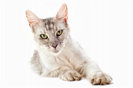 simsearch:400-06334001,k - portrait of a purebred  maine coon cat on a white background Foto de stock - Super Valor sin royalties y Suscripción, Código: 400-06333999
