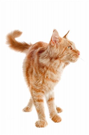 simsearch:400-06857345,k - portrait of a ginger  maine coon cat on a white background Photographie de stock - Aubaine LD & Abonnement, Code: 400-06333990