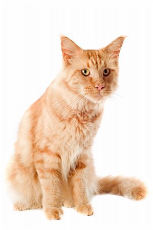 simsearch:400-07090867,k - portrait of a purebred  maine coon cat on a white background Stock Photo - Budget Royalty-Free & Subscription, Code: 400-06333993