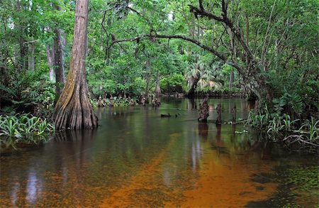 Loxahatchee National Wild & Scenic River, Jupiter, Florida Photographie de stock - Aubaine LD & Abonnement, Code: 400-06355598