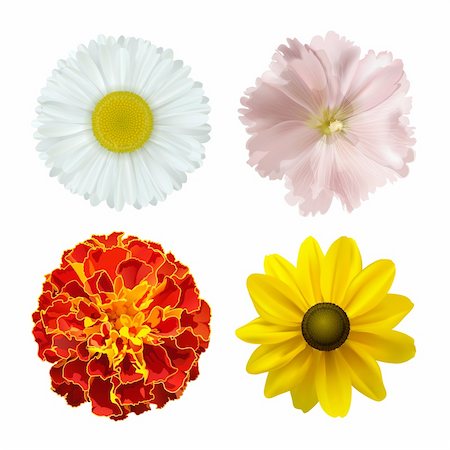 flor conífera - set of different summer flowers on a white background. vector illustration Foto de stock - Royalty-Free Super Valor e Assinatura, Número: 400-06355799