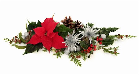 Winter and christmas decorative floral arrangement of poinsettia and silver thistle flowers, bauble clusters, holly, mistletoe, ivy and cedar cypress leaf sprigs with pine cones over white background. Stock Photo - Budget Royalty-Free & Subscription, Code: 400-06356073