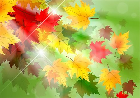 Beautiful illustration of maple leaves blowing in the wind and sun rays coming through. Foto de stock - Super Valor sin royalties y Suscripción, Código: 400-06356218