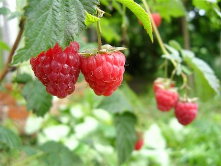 simsearch:400-06077674,k - the bunch of red ripe and tasty raspberry Stock Photo - Budget Royalty-Free & Subscription, Code: 400-06356385